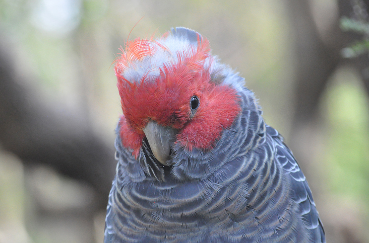 GANG GANG COCKATOO | HEALESVILLE VIC | AUSTRALIEN