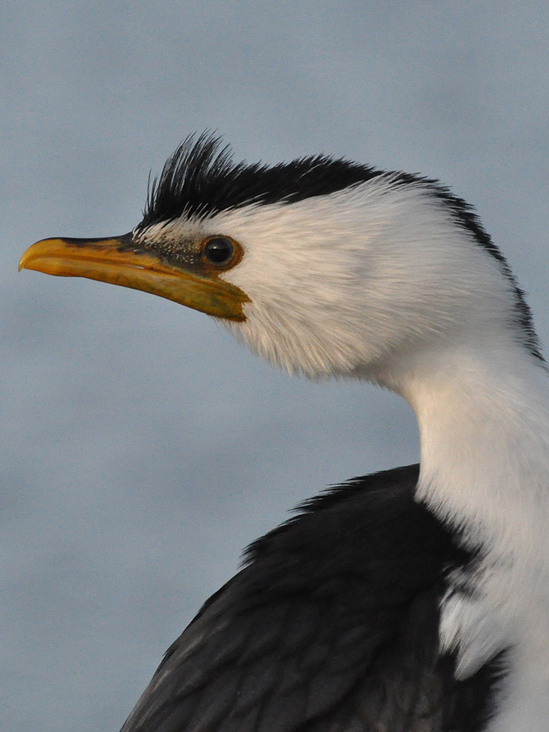 LITTLE PIED CORMORANT | MORNINGTON FORESHORE VIC | AUSTRALIEN