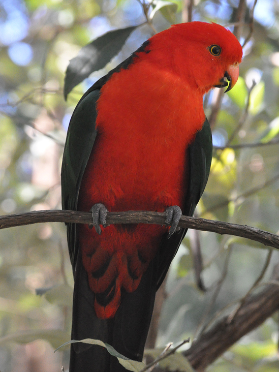 KING PARROT | SHERBROOKE FOREST VIC | AUSTRALIEN