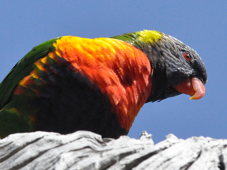 RAINBOW LORIKEET | MOUNT MARTHA VIC | AUSTRALIEN