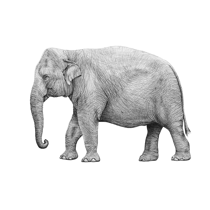 Asiatischer Elefant