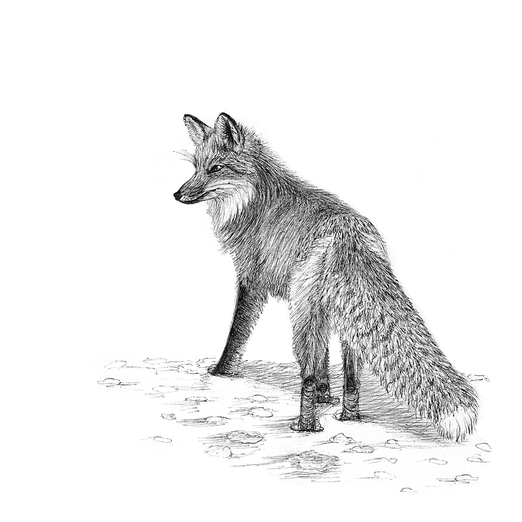 Fuchs