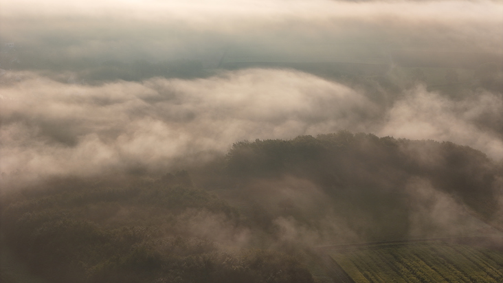 Wald im Nebel