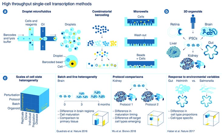 Single Cell Transcription