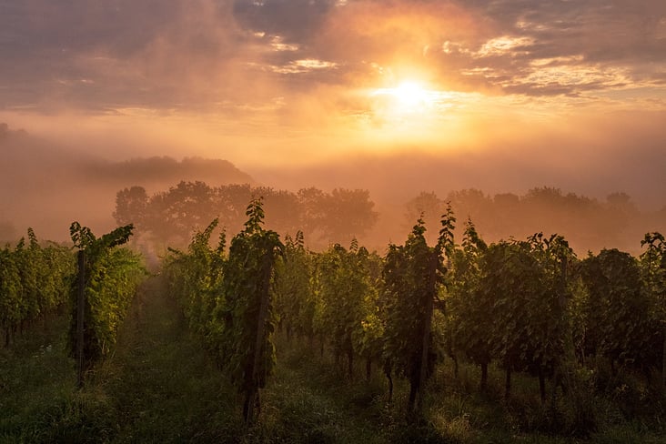 Weinberge am Disibodenberg