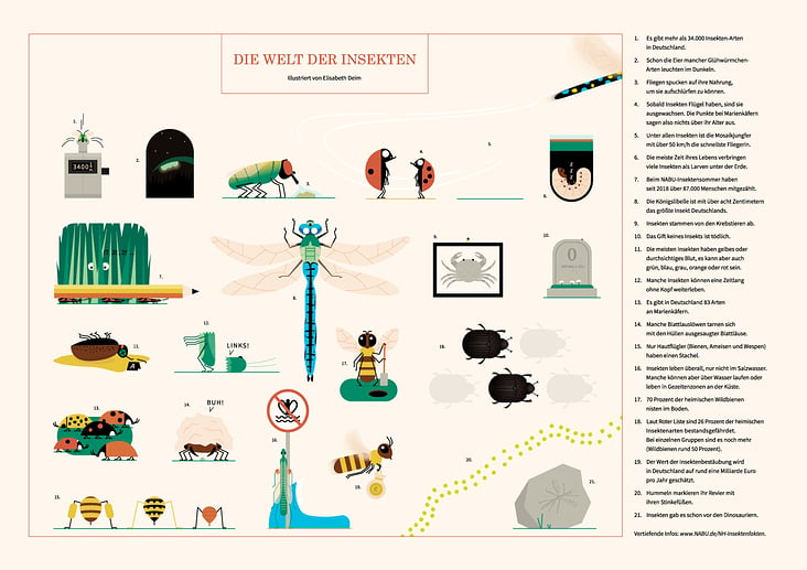 Infografik Poster „Die Welt der Insekten“