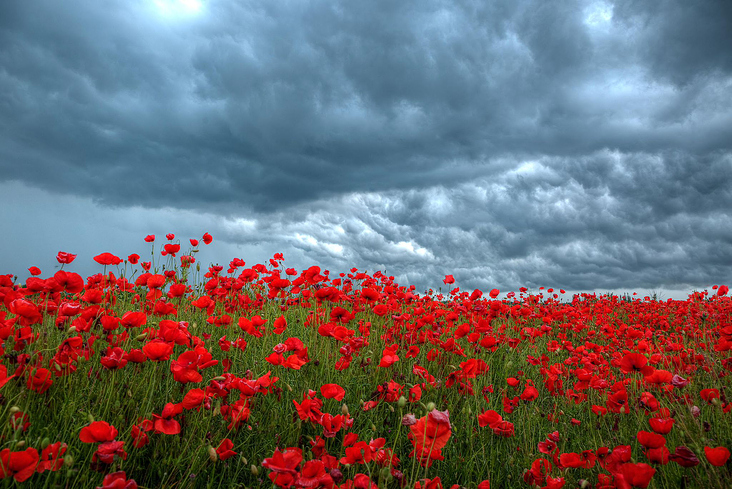 Mohn und Gewitter