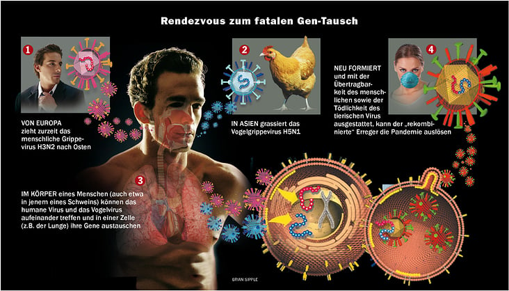 VOGELGRIPPE / BIRD VIRUS