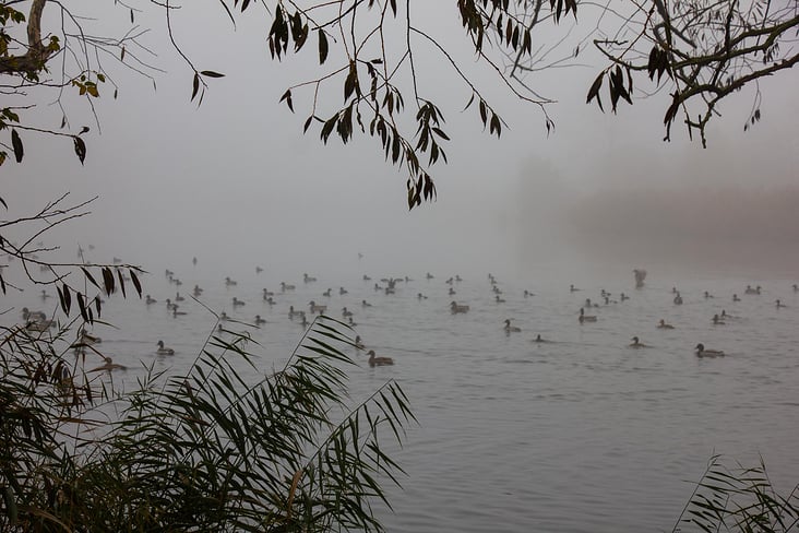 Enten in Nebelstimmung