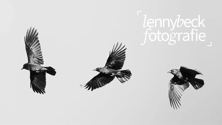 Logo Design: Lenny Beck Fotografe (lange Version)