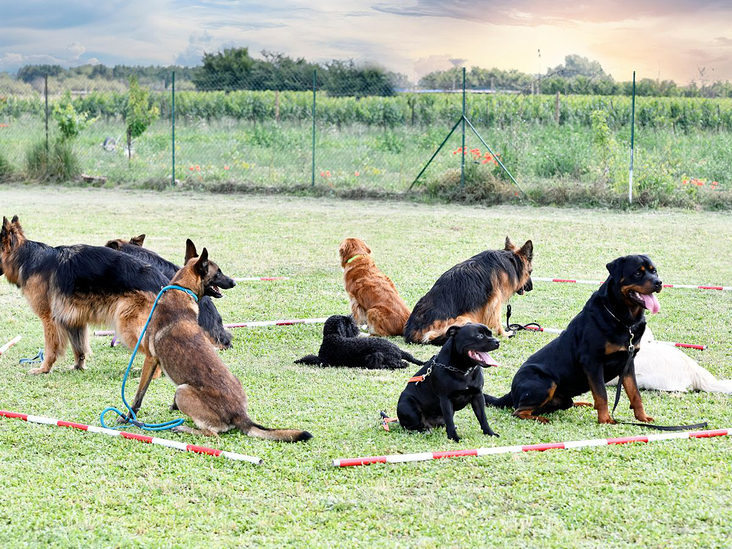 Das passende Problemhundetraining mit Sonee Dosoruth finden — der Weg zum entspannten Miteinander