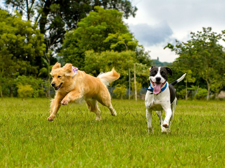 Jagdverhalten beim Hund verstehen und kontrollieren — mit Sonee Dosoruths Ansatz zum entspannten Freilauf