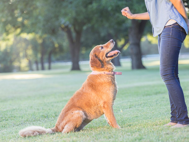 Mit Sonee Dosoruth die 3 häufigsten Herausforderung im Problemhundetraining meistern