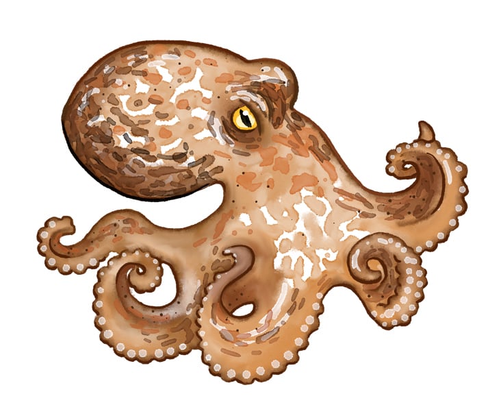 oktopus