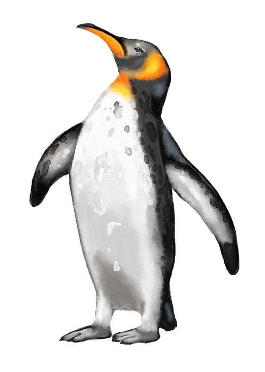 pinguin