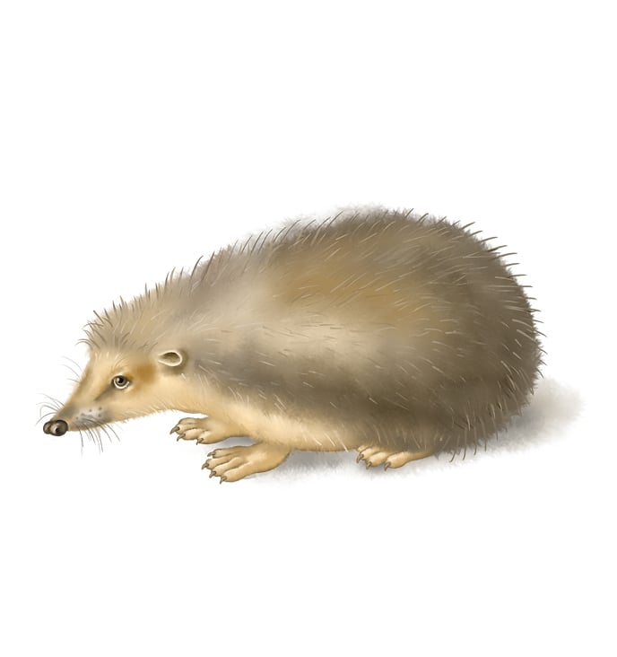 dürer igel