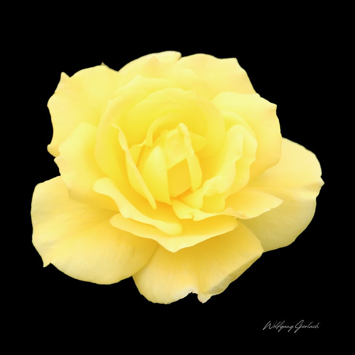 Yellow Rose