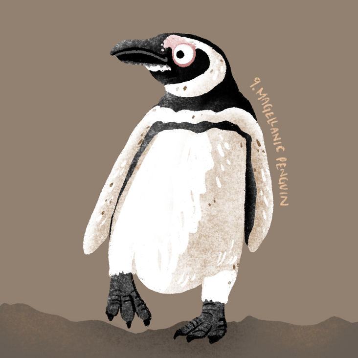 Magellanic Penguin