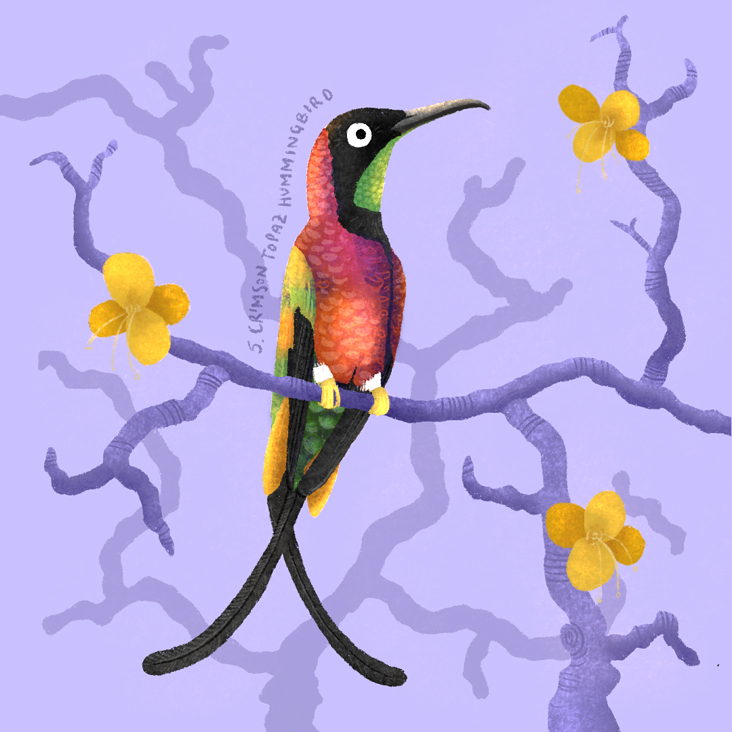 Crimson Topaz Hummingbird