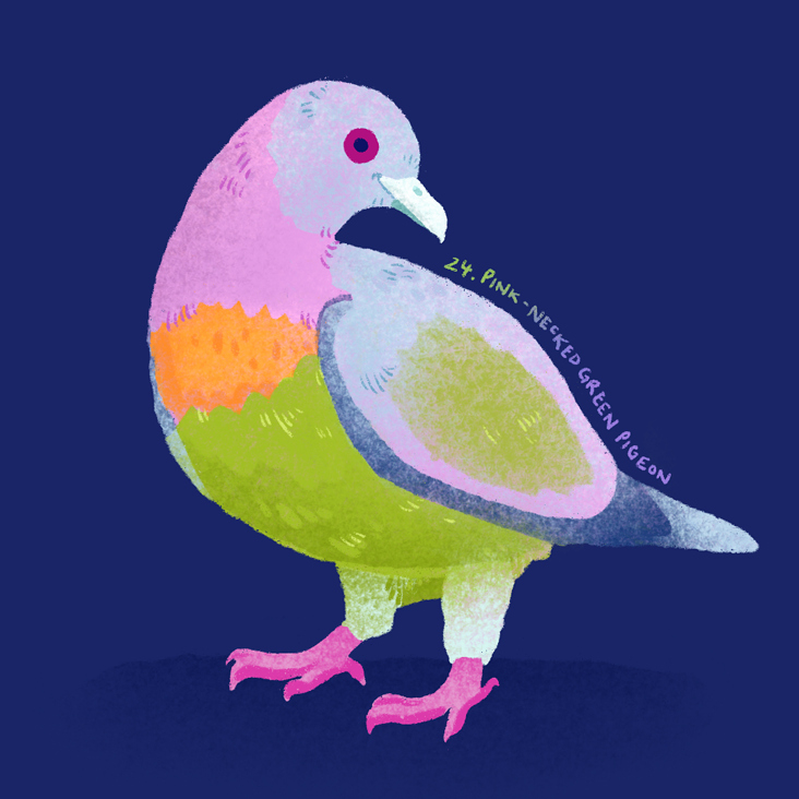 Pink-Necked Green Pigeon