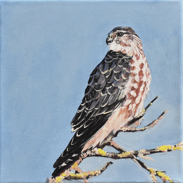 Falke in Acryl