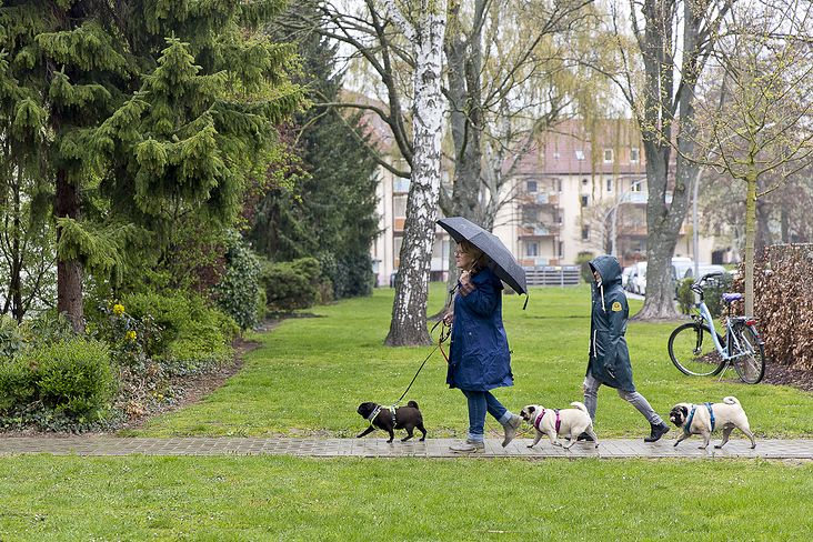 mensch und mops