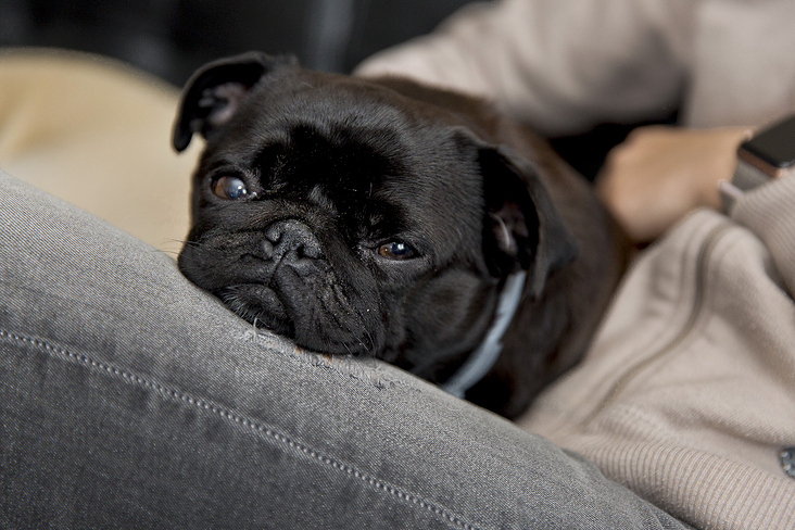 mensch und mops 1