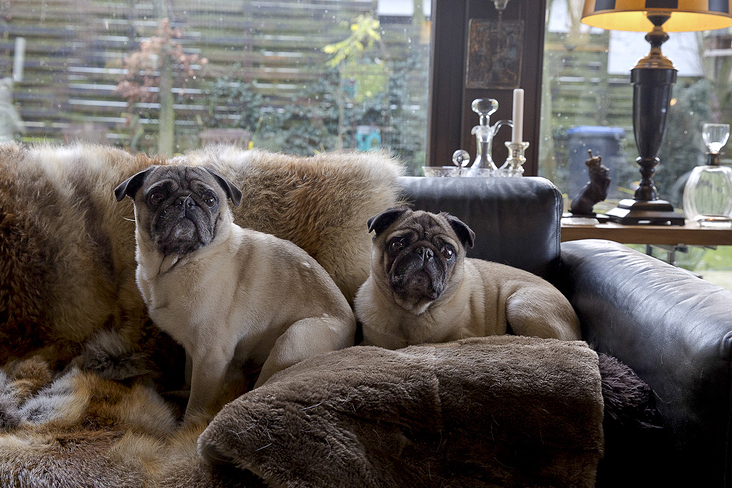 mensch und mops 2