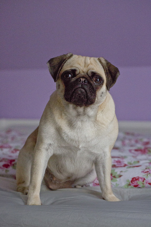 mensch und mops 7