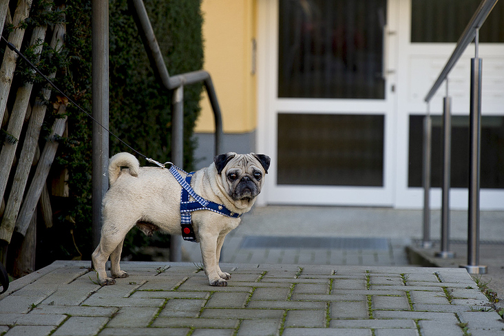mensch und mops 10