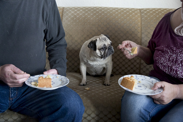 mensch und mops