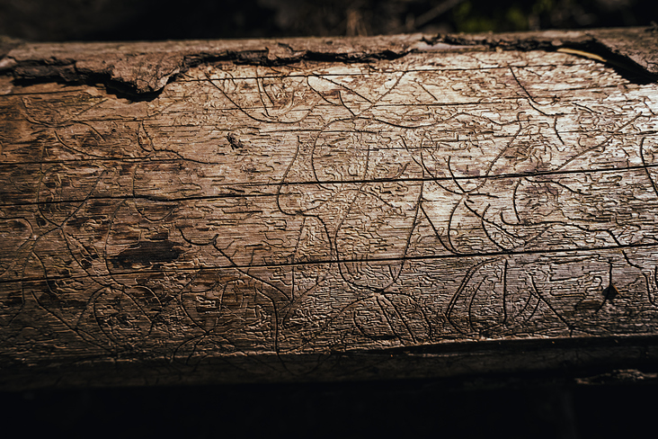 Über das Heldenkreuz zum Osterfeuerkopf Wanderung 22
