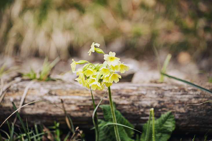 Jochberg – Walchensee – Bayrische Voralpen – Frühling – Fotografie Wanderung