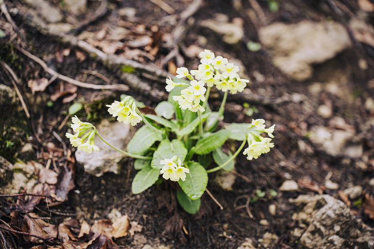 Jochberg – Walchensee – Bayrische Voralpen – Frühling – Fotografie Wanderung 7