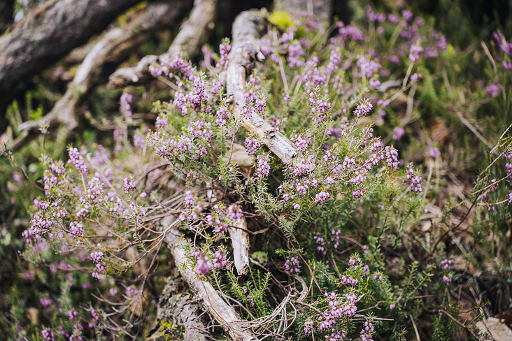 Jochberg – Walchensee – Bayrische Voralpen – Frühling – Fotografie Wanderung 8