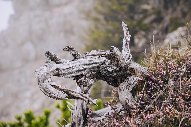 Jochberg – Walchensee – Bayrische Voralpen – Frühling – Fotografie Wanderung 18