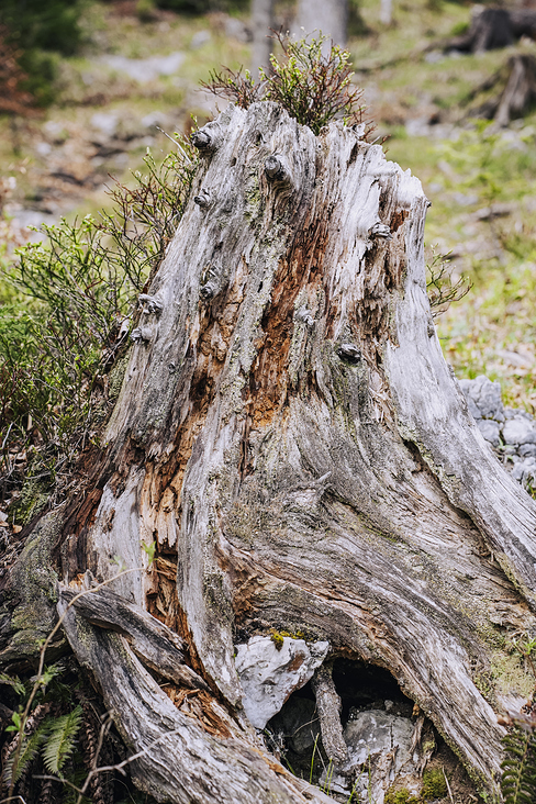 Jochberg – Walchensee – Bayrische Voralpen – Frühling – Fotografie Wanderung 29