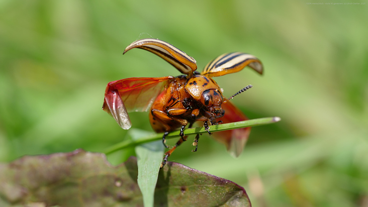 Käfer M 01 Ulrich Dehler