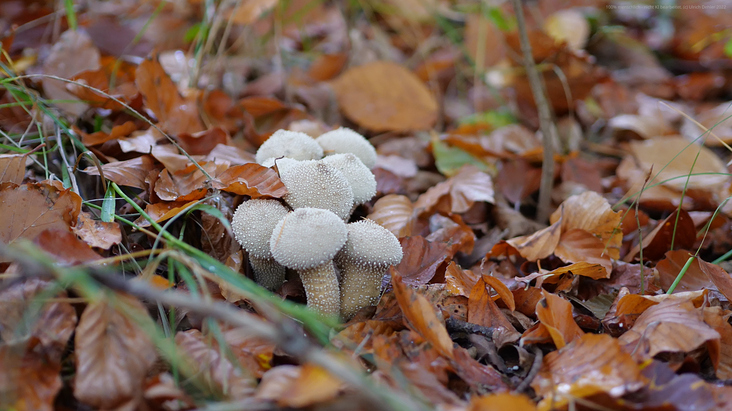 Pilze 7 Ulrich Dehler