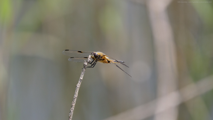 Libelle 02 Ulrich Dehler