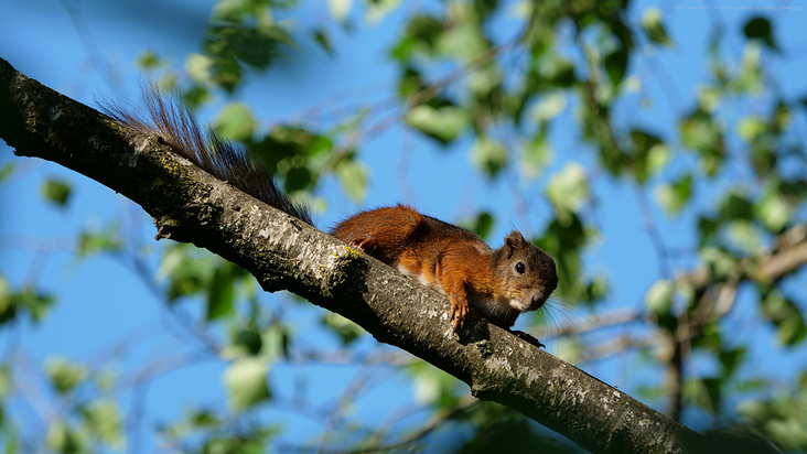 Eichhörnchen 01 Ulrich Dehler