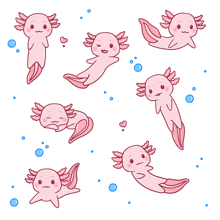 Axolotl