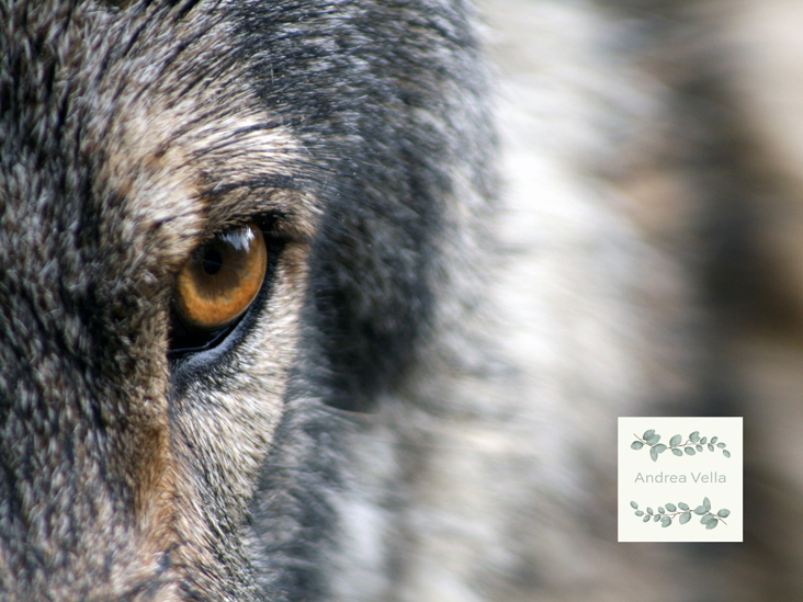 Andrea Vella’s Insights from Germany’s Rewilding Projects