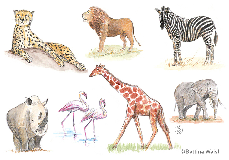 Workshop Drawing Animals