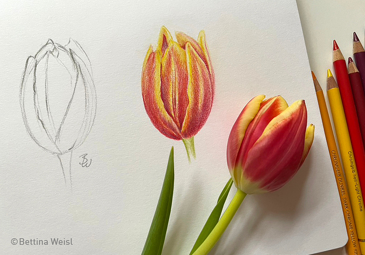 Drawing from Nature