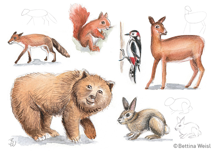 Workshop Drawing Animals