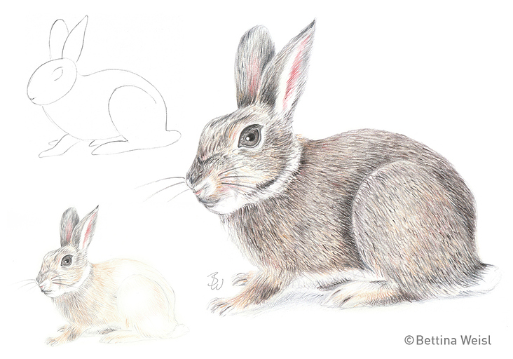 Drawing step-by-step
