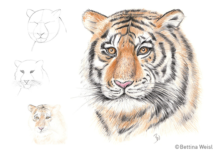 Workshop Animal Portrait