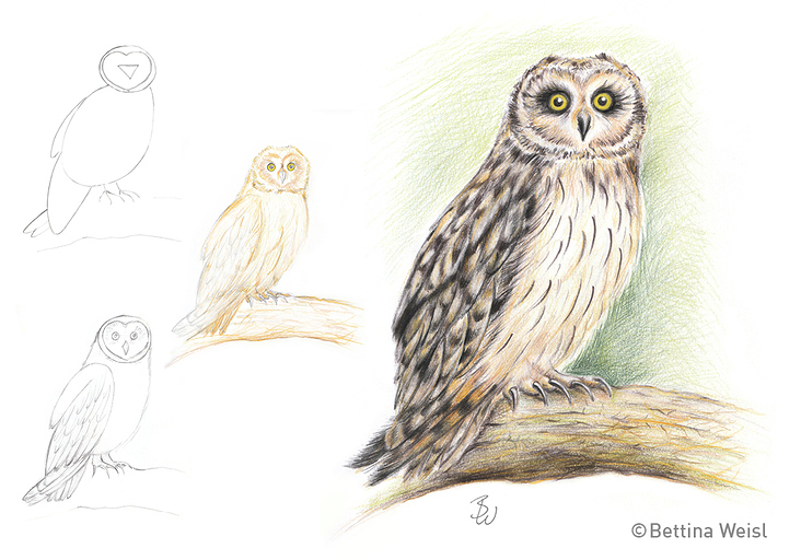 Drawing step-by-step