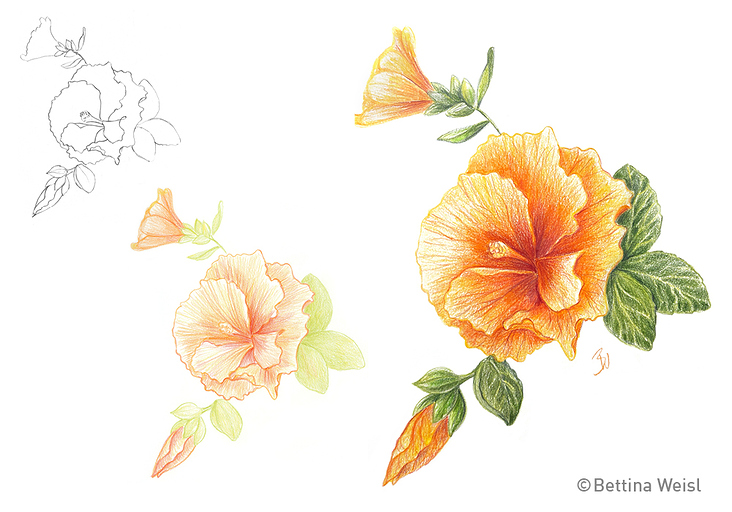 Drawing step-by-step